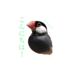 毎日文鳥りんちゃん①（個別スタンプ：22）