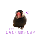 毎日文鳥りんちゃん①（個別スタンプ：24）