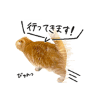 ネコのソル君による日常会話【2】（個別スタンプ：1）