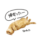 ネコのソル君による日常会話【2】（個別スタンプ：3）