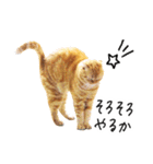 ネコのソル君による日常会話【2】（個別スタンプ：5）