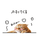 ネコのソル君による日常会話【2】（個別スタンプ：6）