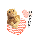 ネコのソル君による日常会話【2】（個別スタンプ：10）