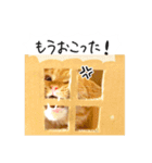 ネコのソル君による日常会話【2】（個別スタンプ：12）