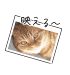 ネコのソル君による日常会話【2】（個別スタンプ：13）