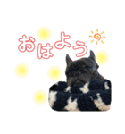 フレンチブルドックのロッタちゃん（個別スタンプ：5）