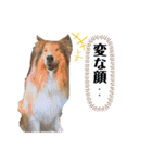 シェルティ＆コリーの日常スタンプ☆☆☆☆（個別スタンプ：6）