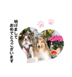 シェルティ＆コリーの日常スタンプ☆☆☆☆（個別スタンプ：8）