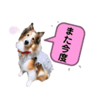 シェルティ＆コリーの日常スタンプ☆☆☆☆（個別スタンプ：11）