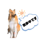 シェルティ＆コリーの日常スタンプ☆☆☆☆（個別スタンプ：15）