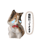 シェルティ＆コリーの日常スタンプ☆☆☆☆（個別スタンプ：17）