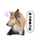 シェルティ＆コリーの日常スタンプ☆☆☆☆（個別スタンプ：22）