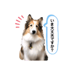 シェルティ＆コリーの日常スタンプ☆☆☆☆（個別スタンプ：34）