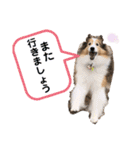 シェルティ＆コリーの日常スタンプ☆☆☆☆（個別スタンプ：36）