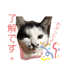 うちの犬猫達1（個別スタンプ：1）