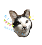 うちの犬猫達1（個別スタンプ：2）