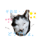 うちの犬猫達1（個別スタンプ：4）
