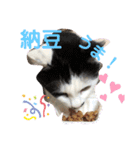 うちの犬猫達1（個別スタンプ：6）