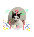 うちの犬猫達1（個別スタンプ：7）