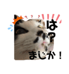うちの犬猫達1（個別スタンプ：9）