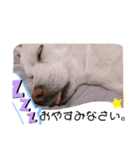 うちの犬猫達1（個別スタンプ：11）