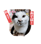 うちの犬猫達1（個別スタンプ：13）