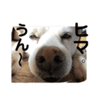 うちの犬猫達1（個別スタンプ：14）