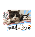 うちの犬猫達1（個別スタンプ：15）