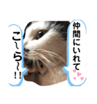 うちの犬猫達1（個別スタンプ：16）