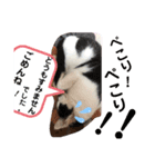 うちの犬猫達1（個別スタンプ：17）