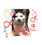 うちの犬猫達1（個別スタンプ：18）