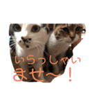 うちの犬猫達1（個別スタンプ：20）