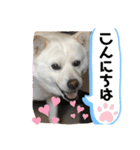 うちの犬猫達1（個別スタンプ：21）