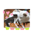 うちの犬猫達1（個別スタンプ：23）