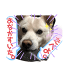 うちの犬猫達1（個別スタンプ：24）