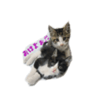 My cat'sੈ✩（個別スタンプ：1）