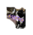 My cat'sੈ✩（個別スタンプ：6）