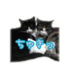 My cat'sੈ✩（個別スタンプ：7）
