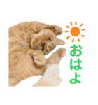 ぺぺモンの日常スタンプ（個別スタンプ：2）