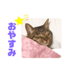 ぺぺモンの日常スタンプ（個別スタンプ：3）