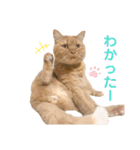 ぺぺモンの日常スタンプ（個別スタンプ：5）