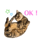 ぺぺモンの日常スタンプ（個別スタンプ：13）