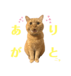ぺぺモンの日常スタンプ（個別スタンプ：14）