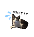 過保護ねこ ペコリーノ（個別スタンプ：1）