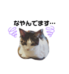 過保護ねこ ペコリーノ（個別スタンプ：2）