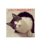 過保護ねこ ペコリーノ（個別スタンプ：3）