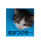 過保護ねこ ペコリーノ（個別スタンプ：5）