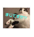 過保護ねこ ペコリーノ（個別スタンプ：6）