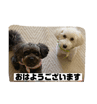 ひまわりとわたあめ（個別スタンプ：6）