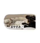ひまわりとわたあめ（個別スタンプ：8）